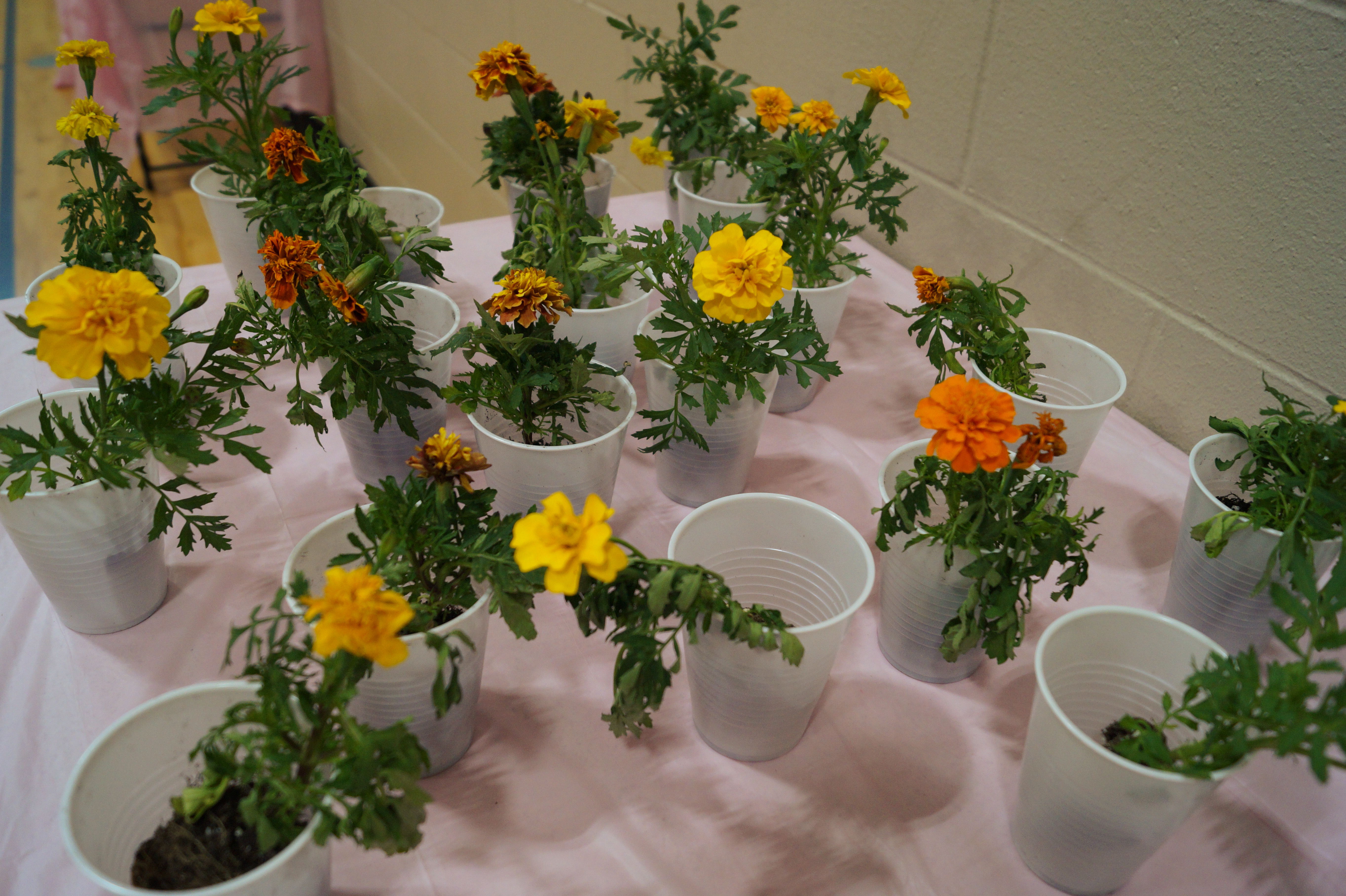 flowers sit ready for bloom and brush